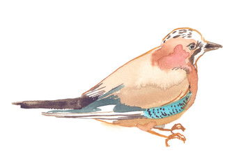 Eurasian jay illustration. Wild forest bird painted in watercolor on clean white background - 237950594