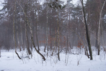 Winter forest and fog. Beautiful winter landscape with fog. Trees in the fog. Winter fog in the forest.