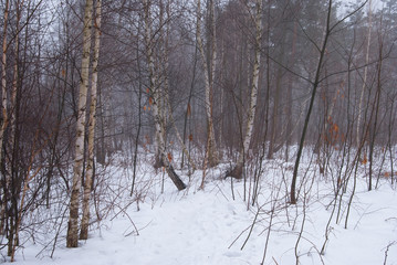 Winter forest and fog. Beautiful winter landscape with fog. Trees in the fog. Winter fog in the forest.