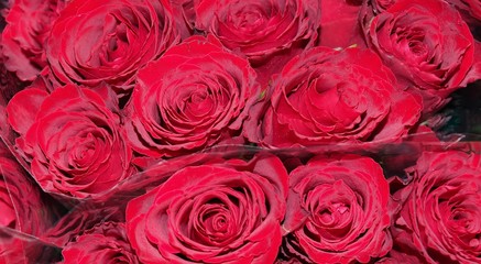 Makro von roten rosen