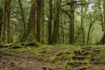 Fototapeta premium Mossy landscape in Nahuel Huapi National Park, Patagonia, Argentina