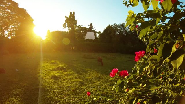 Calf grazes on green meadow statue of horseman sun shines through trees red flowers in front park nearby ati rudra maha yagya