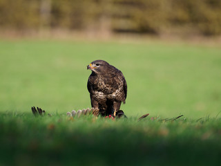 Common buzzard, Buteo buteo
