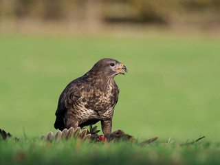 Common buzzard, Buteo buteo