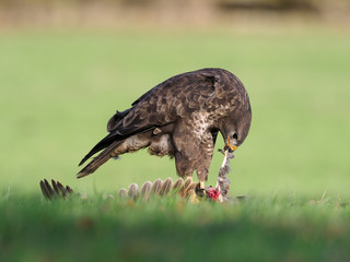 Common buzzard, Buteo buteo