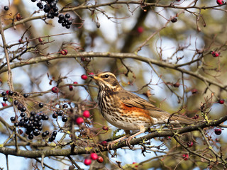 Redwing, Turdus iliacus