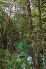 Frias River hidden behind exuberant vegetation, Nahuel Huapi National Park, Patagonia, Argentina