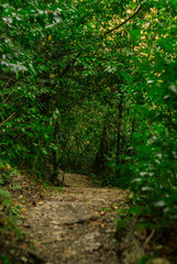 Fototapeta na wymiar landscape - path with through a green forest on a mountainside
