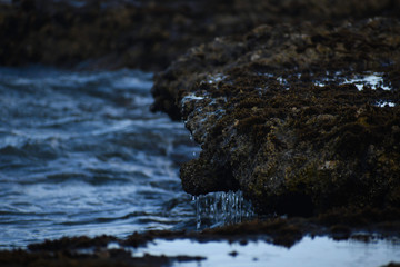 Dripping Wet Green Coastal Moss Rock