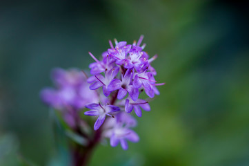 purple flower