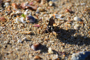 Hummingbird Moth (macroglossum sp.) Emerged From Wet Beach Sand, Western Cape, South Africa