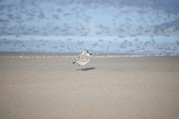 Tiny White-fronted Plover (charadrius marginatus) Bird On Beach