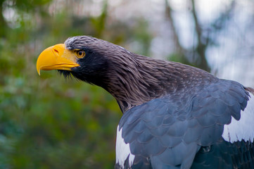 bird