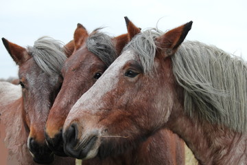 the heads of three beautiful draught horses together closeup 