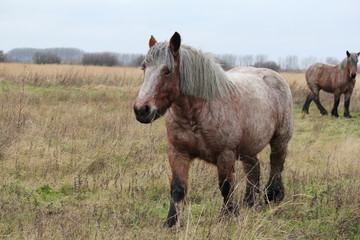 Obraz premium a big brown draught horse closeup in the fields in winter