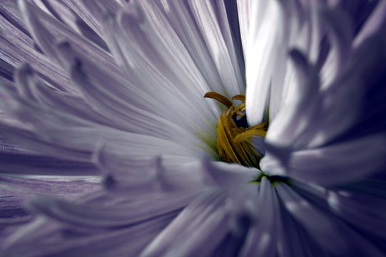 Yellow on a flower