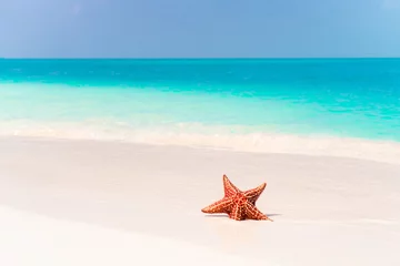 Foto op Plexiglas Tropical white sand with red starfish in clear water © travnikovstudio