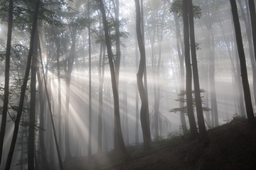 Misty Forrest