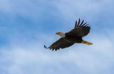 bald eagle flying over Pacific ocean