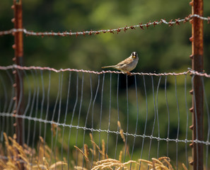 chicadee on the barb wire fence