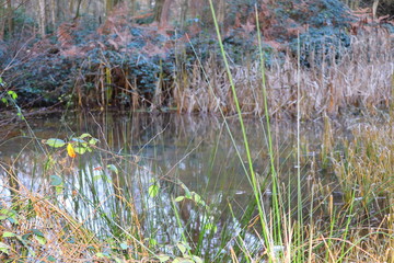 Rural Lake Trees in the Autumn