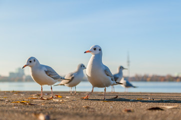 seagulls on the beach