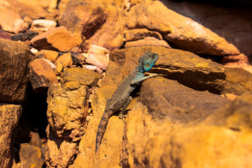Amazing reptile of Colored Canyon in Egypt