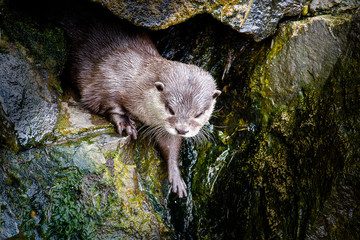 Naklejka premium Indian Otter