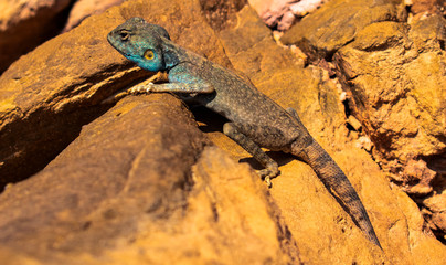 Amazing reptile of Colored Canyon in Egypt
