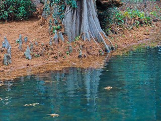 Baumstamm mit Nadeln einer alten Zeder an blauem Wasser