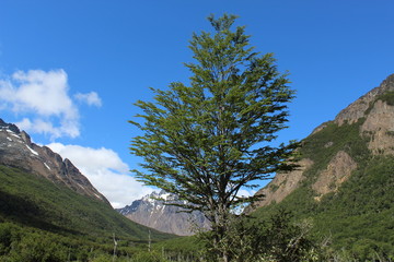 Tree  and  sky