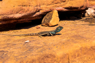 Amazing reptile of Colored Canyon in Egypt