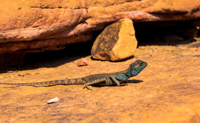 Amazing reptile of Colored Canyon in Egypt