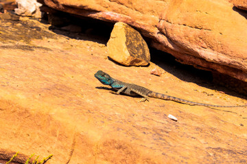 Amazing reptile of Colored Canyon in Egypt