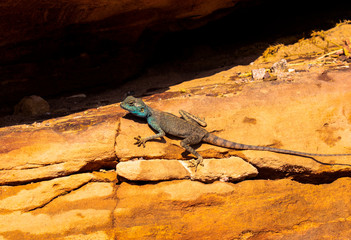 Amazing reptile of Colored Canyon in Egypt