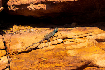 Amazing reptile of Colored Canyon in Egypt