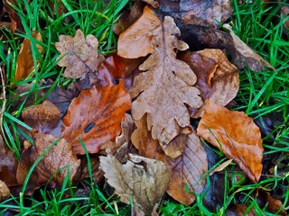 Nasse Blätter im Herbst auf einer Wiese