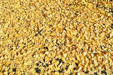Fallen leaves of ginkgo biloba
