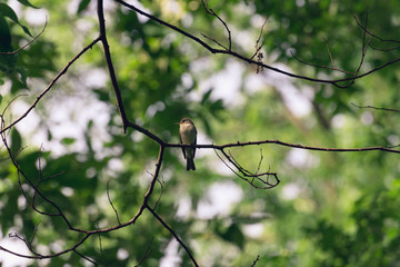 Fototapeta premium Flycatcher bird sits on a branch in the woods in the Spring