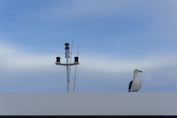Seagull peacefully on the rooftop of a boat, Bariloche, Patagonia, Argentina
