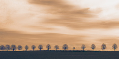 A row of trees