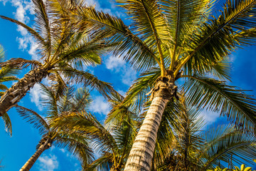 Fototapeta na wymiar Palm trees in front of blue sky on a sunn day