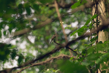 Flycatcher bird sits on a branch in the woods in the Spring