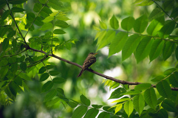 Flycatcher bird sits on a branch in the woods in the Spring