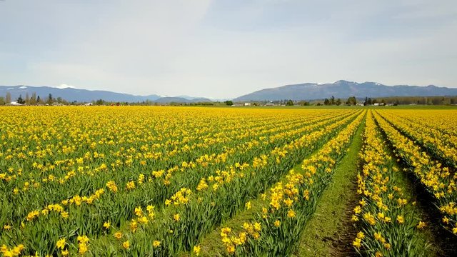 Flying over Yellow Flower Field