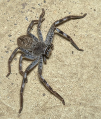 A Huntsman spider in Victoria Australia