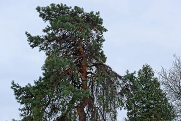 top of high green pine against a gray sky