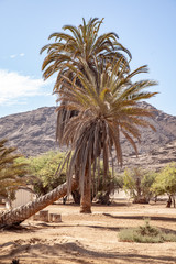 Palmen in der Wüste - 237959726