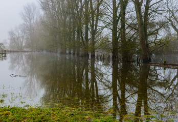 Fototapeta na wymiar Reflection of trees in the water