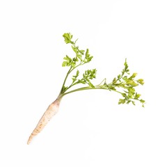 parsnip vegetable isolated on white studio background. fresh organic vegetable isolated.